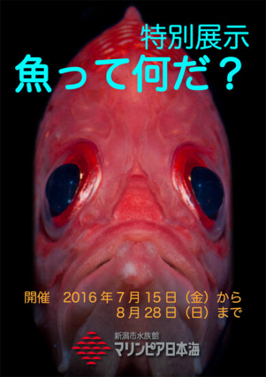 新潟市水族館マリンピア日本海　夏期特別展示「魚って何だ？」開催