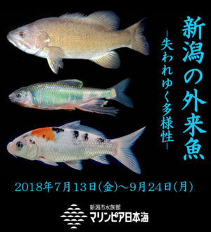 企画展示 新潟の外来魚ー失われゆく多様性ー 海と日本project In 新潟