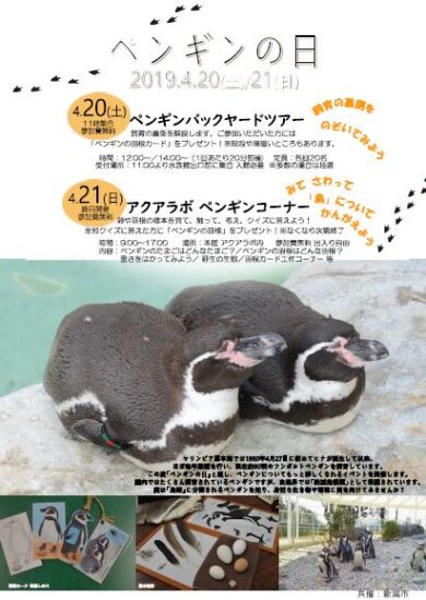 飼育の裏側を覗いてみよう！ペンギンの日