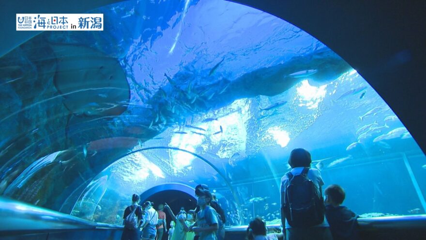 マリンピア水族館の今とこれから ＃15