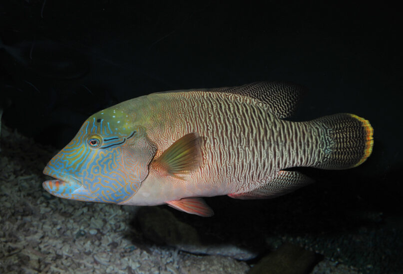 大人のための写真教室【新潟市水族館マリンピア日本海】