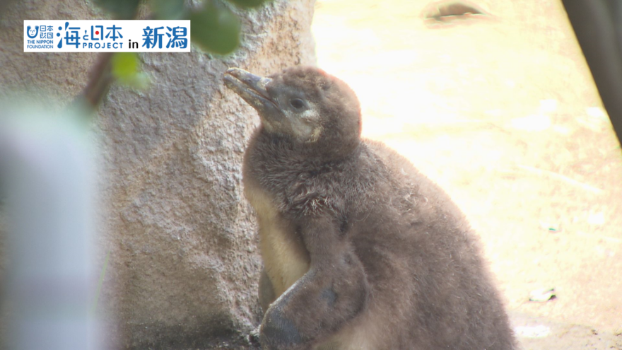 マゼランペンギン飼育数日本一！＃05