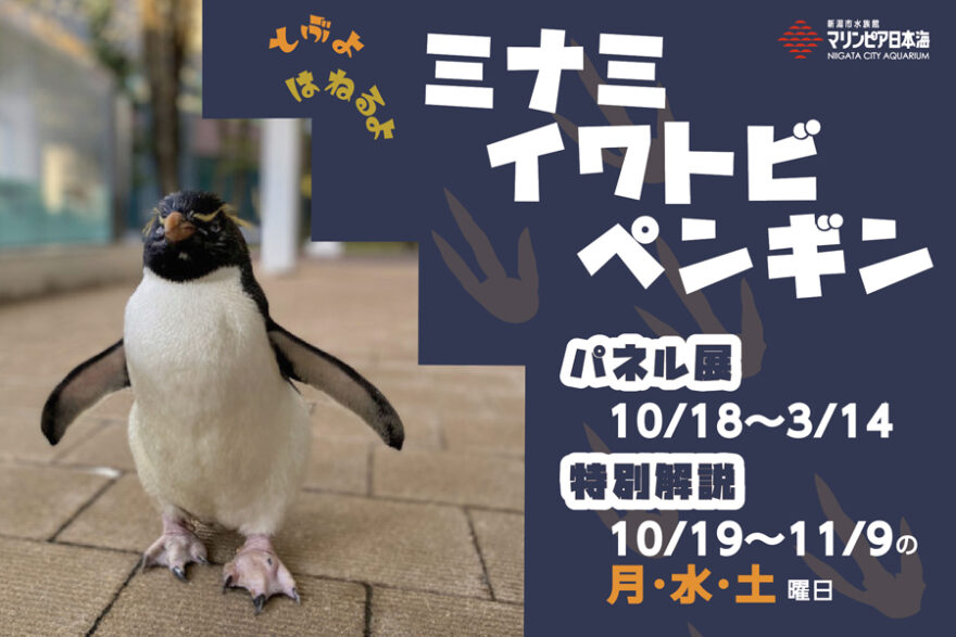 とぶよ はねるよ ミナミイワトビペンギン【マリンピア日本海】