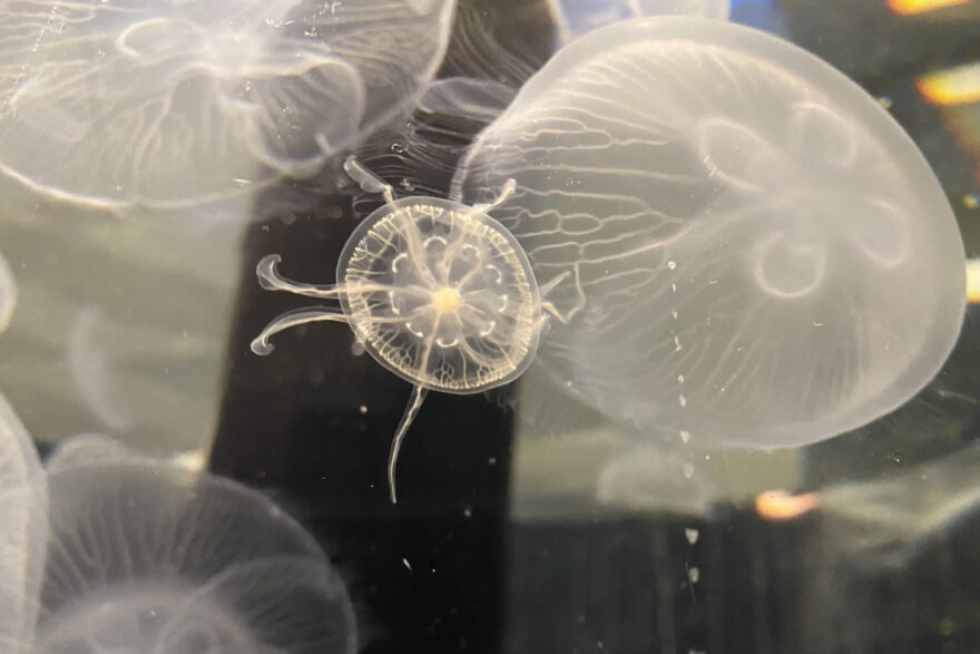 海のおもしろ図鑑①ミズクラゲ