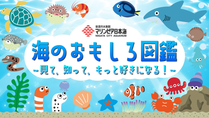 海のおもしろ図鑑～見て、知って、もっと好きになる！～