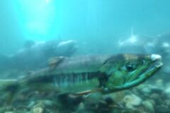 【海のキッズサポーター】新潟の秋の味覚を求めて。海（南浜）と川（村上）へ