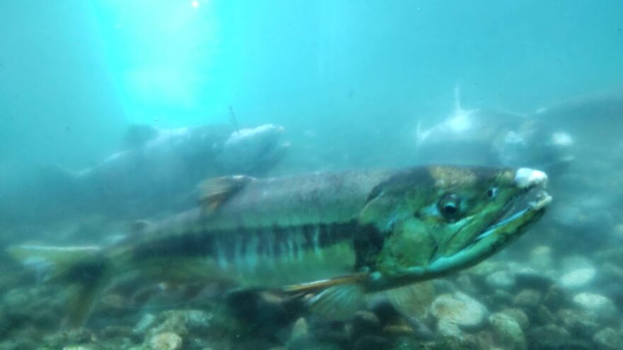 【海のキッズサポーター】新潟の秋の味覚を求めて。海（南浜）と川（村上）へ