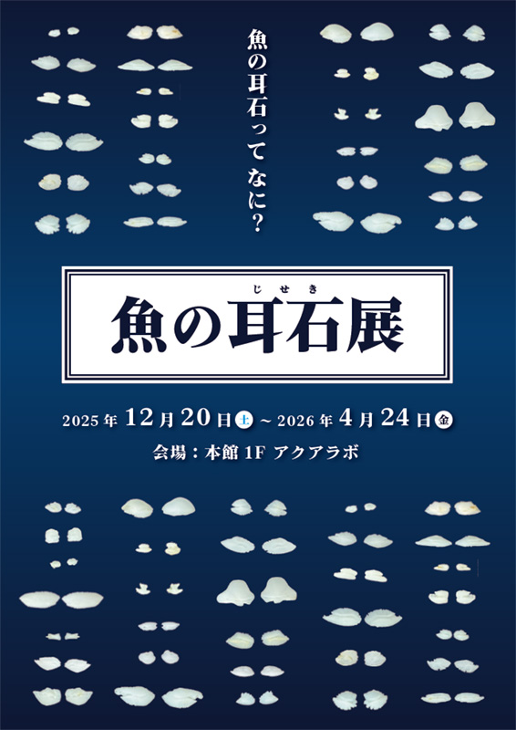 魚の耳石展【新潟市水族館マリンピア日本海】