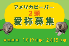 アメリカビーバー２頭 愛称募集！