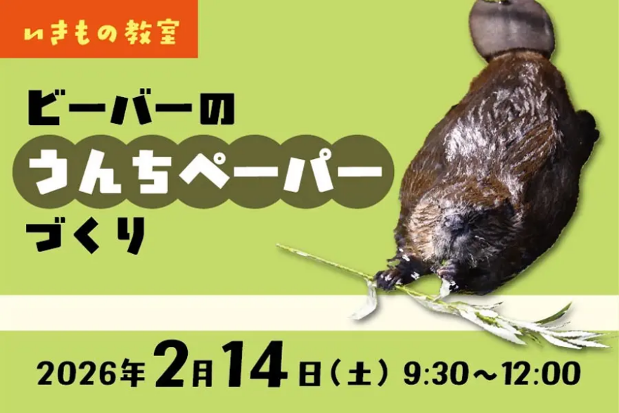 いきもの教室「ビーバーのうんちペーパーづくり」マリンピア日本海